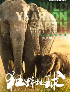 幸福59厘米之夜天使